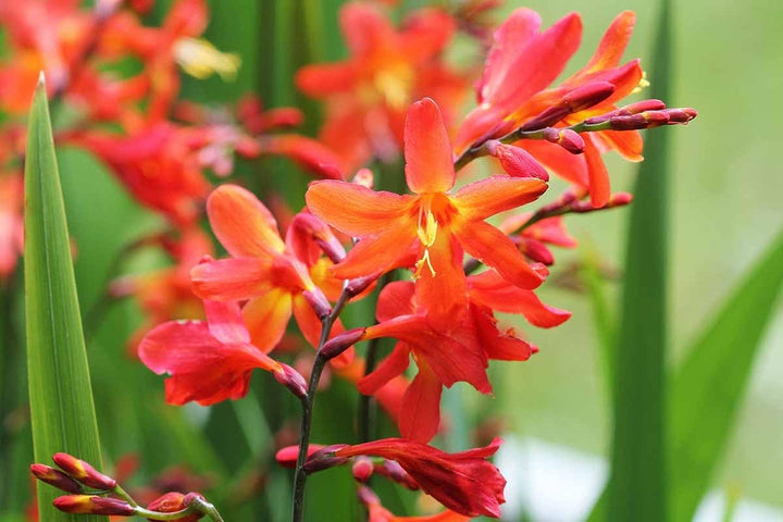 Crocosmia Lucifer Flower Seeds for Planting 100 -Hierloom Flower Seeds