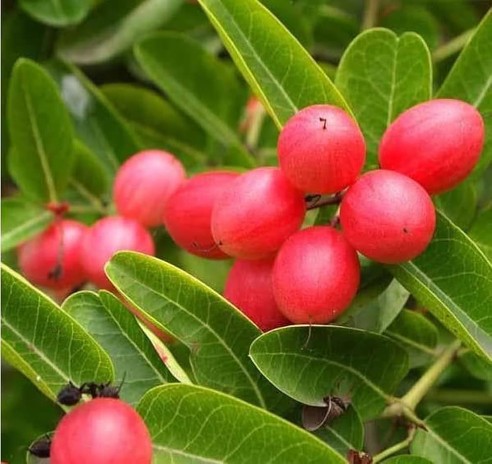 Rare/Carissa Carandas/Karonda Vinegar Fruit Seeds for Planting – Tangy and Exotic Carandas Seeds for your Home Garden