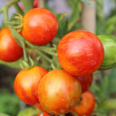 Czech Bush tomato seeds – compact heirloom ideal for small spaces
