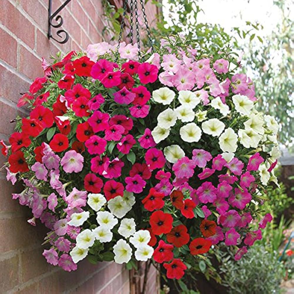 Petunia flower Petunia hybrida hanging mixed seeds for planting in balcony baskets or colorful vertical gardens