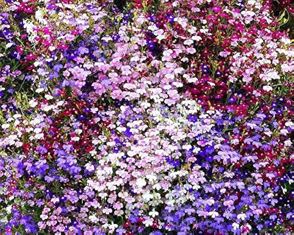 Lobelia Mixed Colors Perennial Flower Seeds for Garden