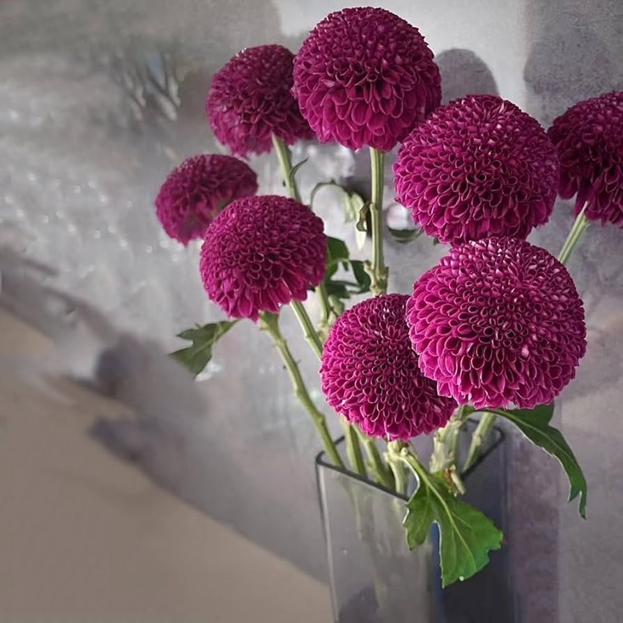 Chrysanthemums grown from bonsai perennial seeds with long-lasting flowers and compact growth