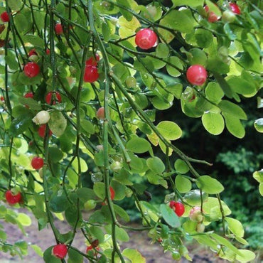 Red huckleberry bush Vaccinium parvifolium fruit seeds for planting in home garden or edible landscapes