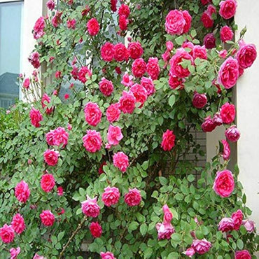Heirloom Climbing Rose Flower Seeds for Planting – Non-GMO Seeds for Vertical Gardens