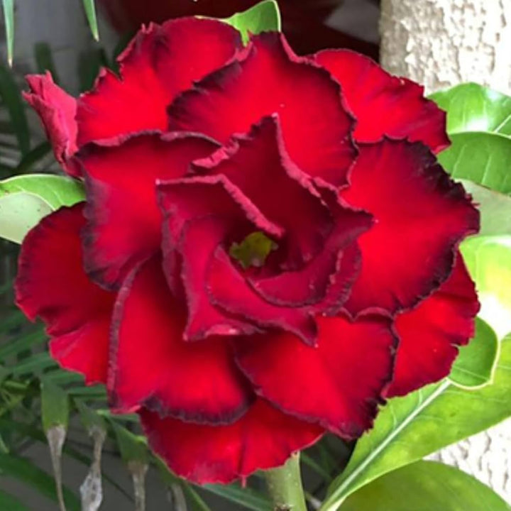 Heirloom Non-GMO Burgundy Adenium Flower Seeds for Garden Planting – Desert Rose Exotic Blooms