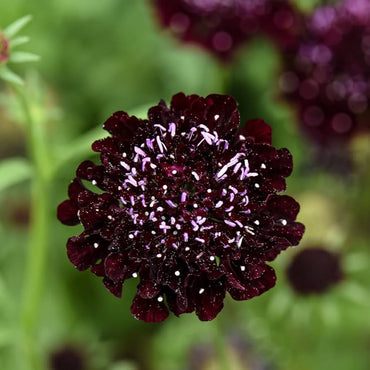 Queen Anne's lace flower Daucus carota Gothic black heirloom seeds for planting in decorative floral gardens