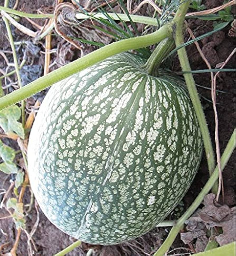 Shark - Fin for planting in home garden