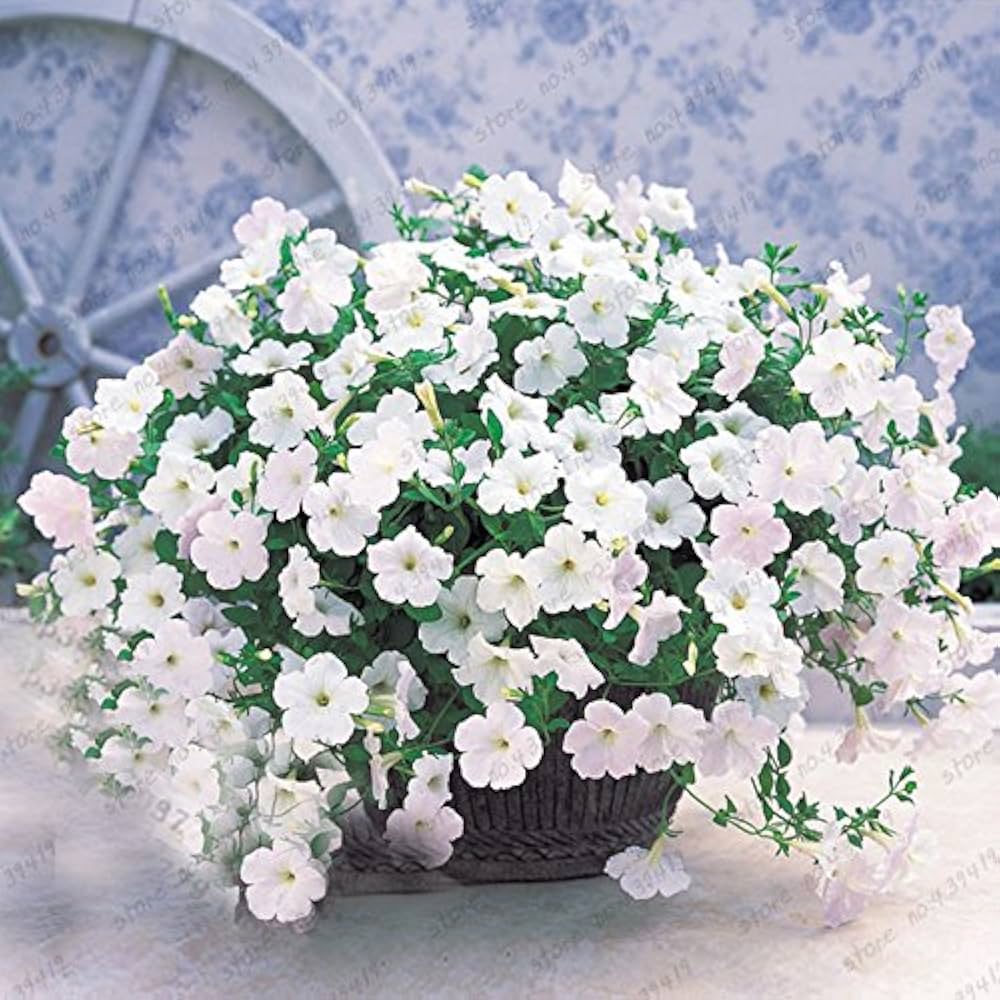 Petunia flower Petunia hybrida Trilogy Salmon Morn pelleted seeds for planting in hanging baskets or patio containers