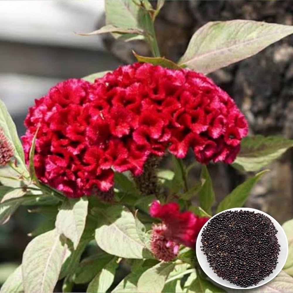 Flowerskohl Movir plant grown from seeds with compact cauliflower-like heads and tender texture