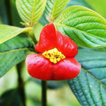 Psychotria Elata Red Lip Flower Seeds for Home Garden