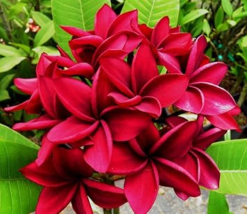 Heirloom Non-GMO Deep Pink Egg Flower Seeds for Planting – Vibrant Garden Blooms