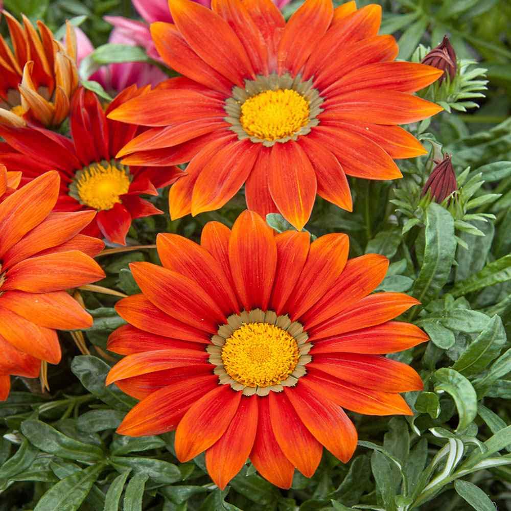 Ground cover plant seeds – low-growing flowering mix