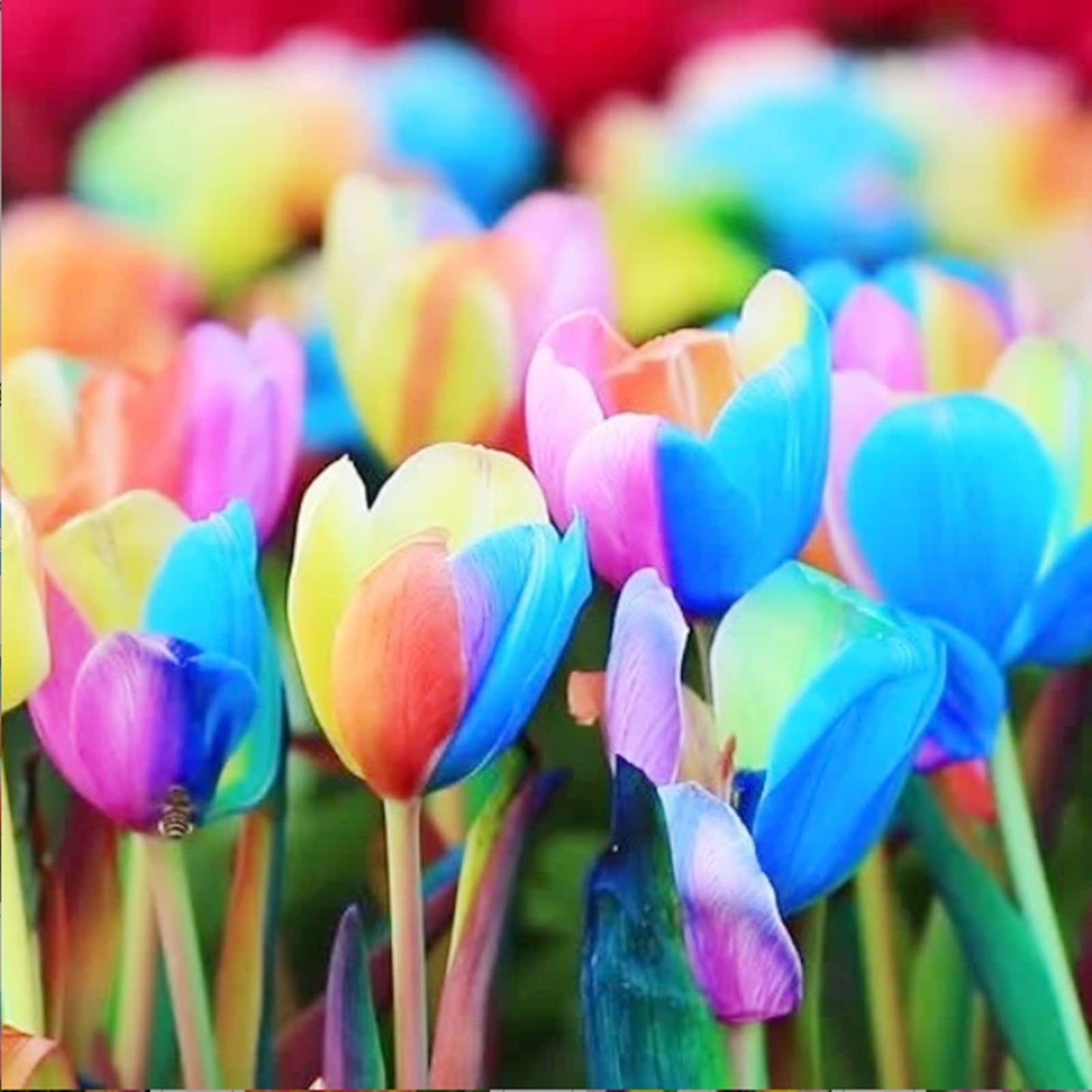 Rainbow tulip flower Tulipa spp. seeds for planting in outdoor garden beds or balcony pots