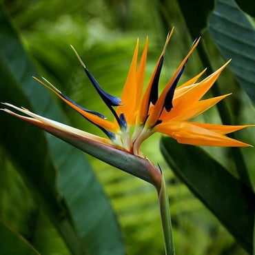 Heirloom Non-GMO Green Strelitzia Reginae Flower Seeds for Planting – Rare Tropical Bird of Paradise Seeds