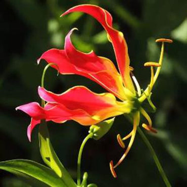 Garland Flame Lilium Brownii Perennial Lily Seeds