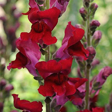 Red snapdragon flower Antirrhinum majus seeds for planting in colorful garden beds or cottage-style planters