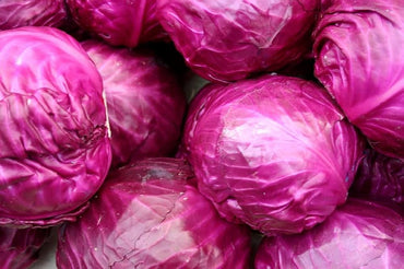 Cabbage Red Imported Vegetable Seeds