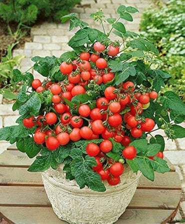 Solanum Lycopersicum Seeds Altdeutsche Tomato Seeds for Planting in Organic Gardens and Heirloom Beds