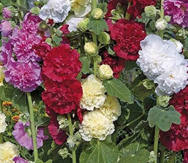 Hollyhock flower Alcea rosea double yellow perennial seeds for planting in backyard garden beds