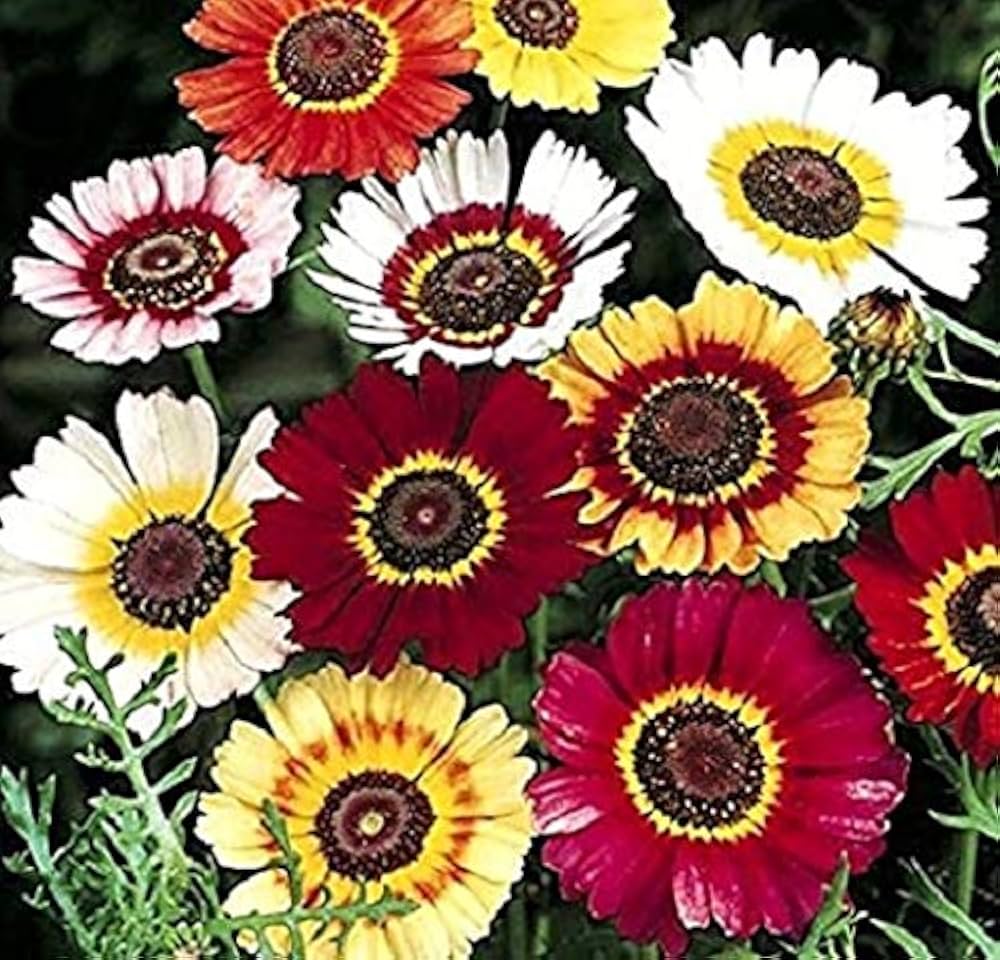 Tricolor Daisy Mixed Colors Flower Seeds for Indoor and Garden Planting