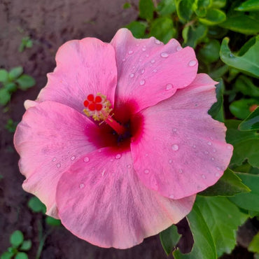 Hibiscus flower pink gray giant seeds for planting in hardy tropical landscapes