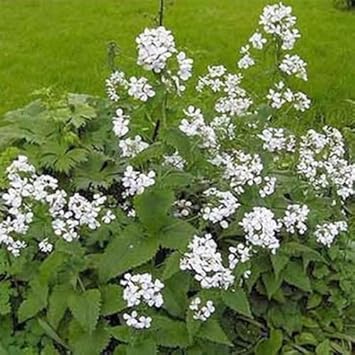 White Lunaria Biennis Seeds for Planting – Organic, Heirloom, Non-GMO Flower Seeds