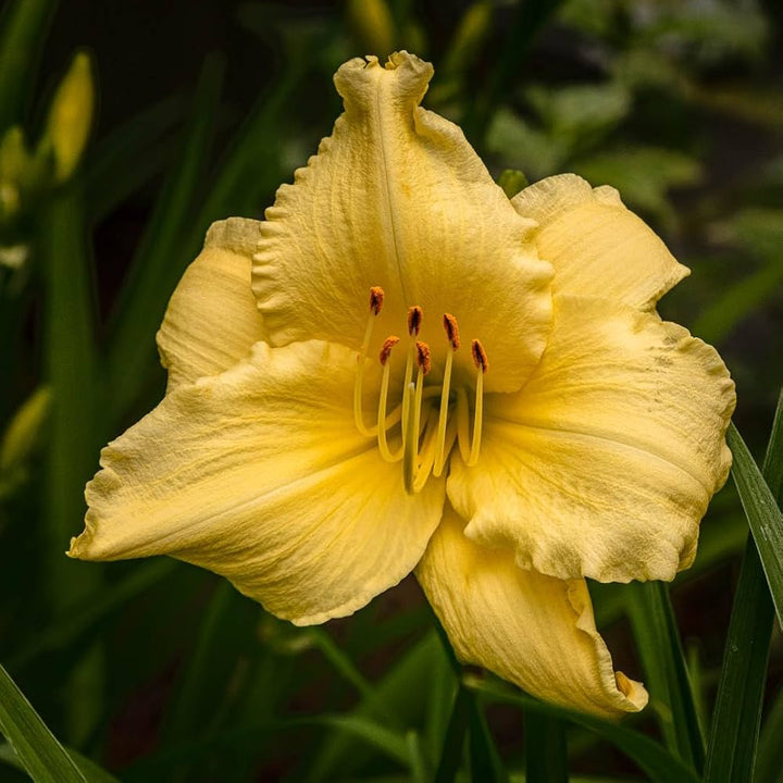 Heirloom Non-GMO Daylily Flower Seeds for Planting – Colorful Perennial Garden Blooms