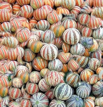 Kajari Melon Fruit Seeds for Growing Sweet and Juicy Melons 100 pcs