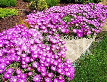 Organic Purple Delosperma Cooperi Groundcover Flower Seeds for Planting – Heirloom, Non-GMO