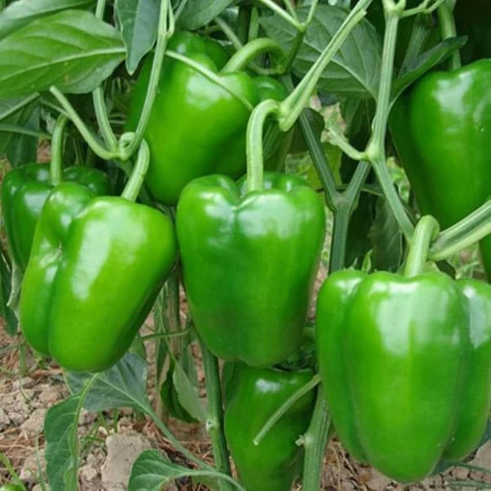 Concho Pepper seeds – Capsicum annuum with mild heat and rich flavor