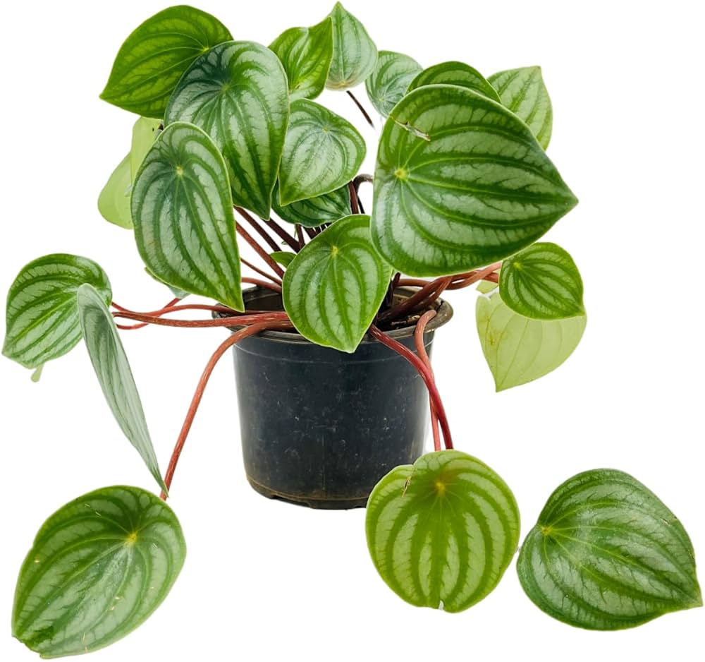 Peperomia Melon Leaves Green Plant Seeds