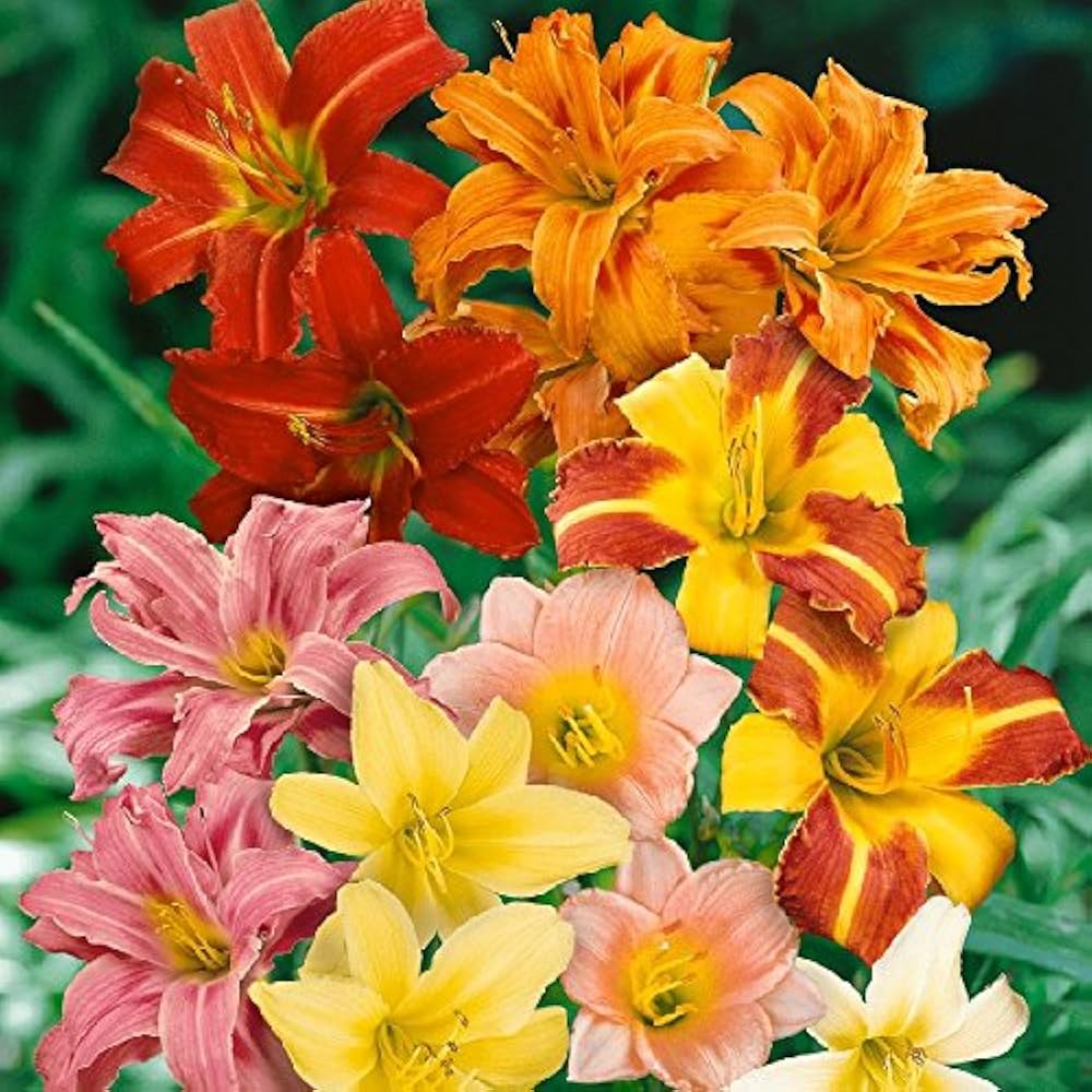 Daylily flower Hemerocallis spp. seeds for planting in home garden or decorative outdoor landscapes