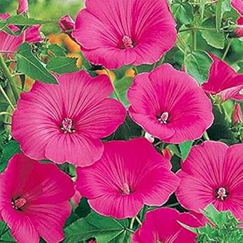 Trimestris Pink Flower Seeds for Planting – Organic, Heirloom, Non-GMO Seeds
