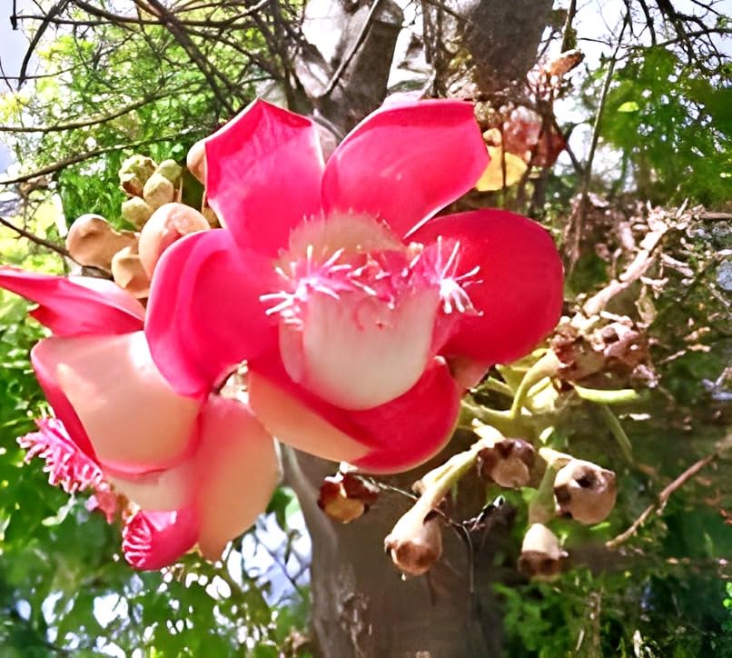 Sentinel Flower Home Landscape Plant Seeds