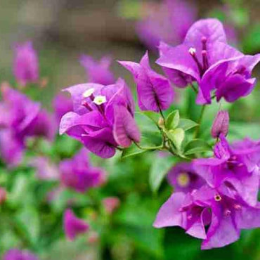 Violet Bougainvillea flower seeds for planting – Heirloom and Non-GMO Garden seeds