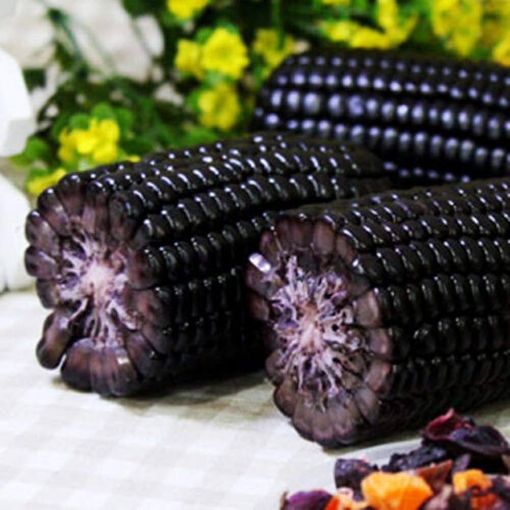Black corn heirloom variety grown from seeds with dark, glossy kernels and rich flavor