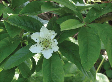 Medlar Showy Mespilus Fruit Seeds 100 pcs