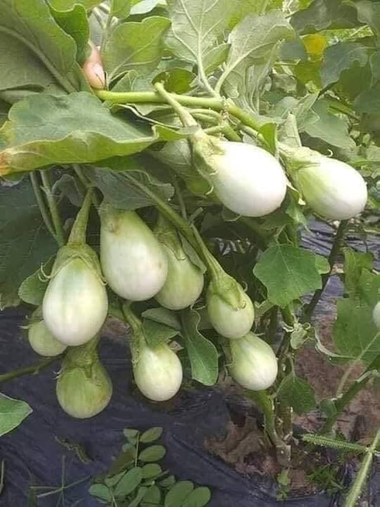 White Eggplant ‘Amburgine’ seeds – Solanum melongena with mild taste