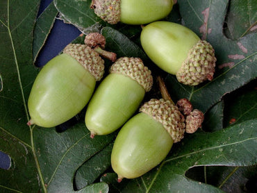 White Oak Tree Seeds for Planting – Heirloom, Non-GMO Shade Tree Seeds