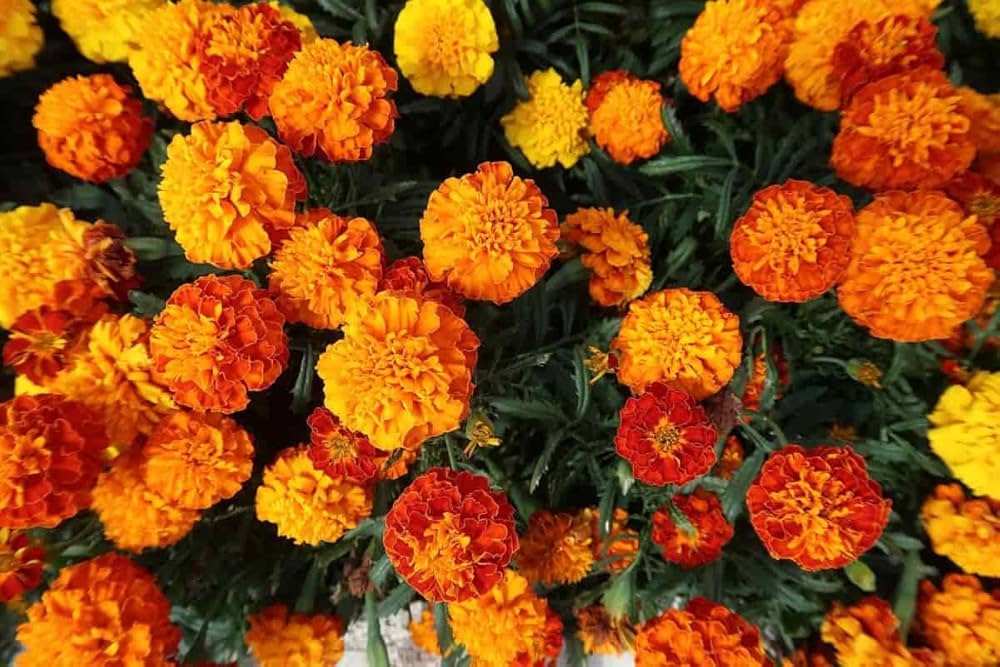 Giant Orange Hawaii Marigold flower seeds for 4-inch blooming annuals