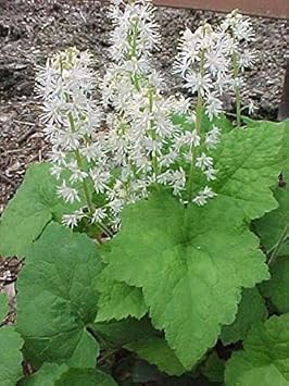 White Tiarella Wherryi Flower Seeds for Planting - 100 pcs