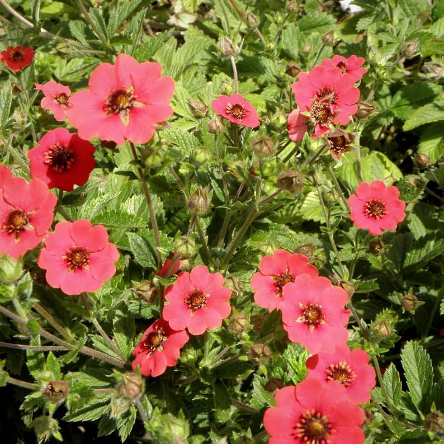 Hardy Scarlet Cinquefoil seeds – vibrant red perennial ground cover flowers