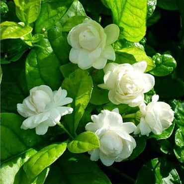Heirloom Non-GMO Mogra Flower Seeds for Planting – Fragrant Jasmine Garden Blooms