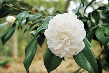 White Camellia Impatiens seeds – balcony-perfect patio blooms