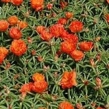 Orange Portulaca Seeds for Planting – Organic, Heirloom, Non-GMO Flower Seeds