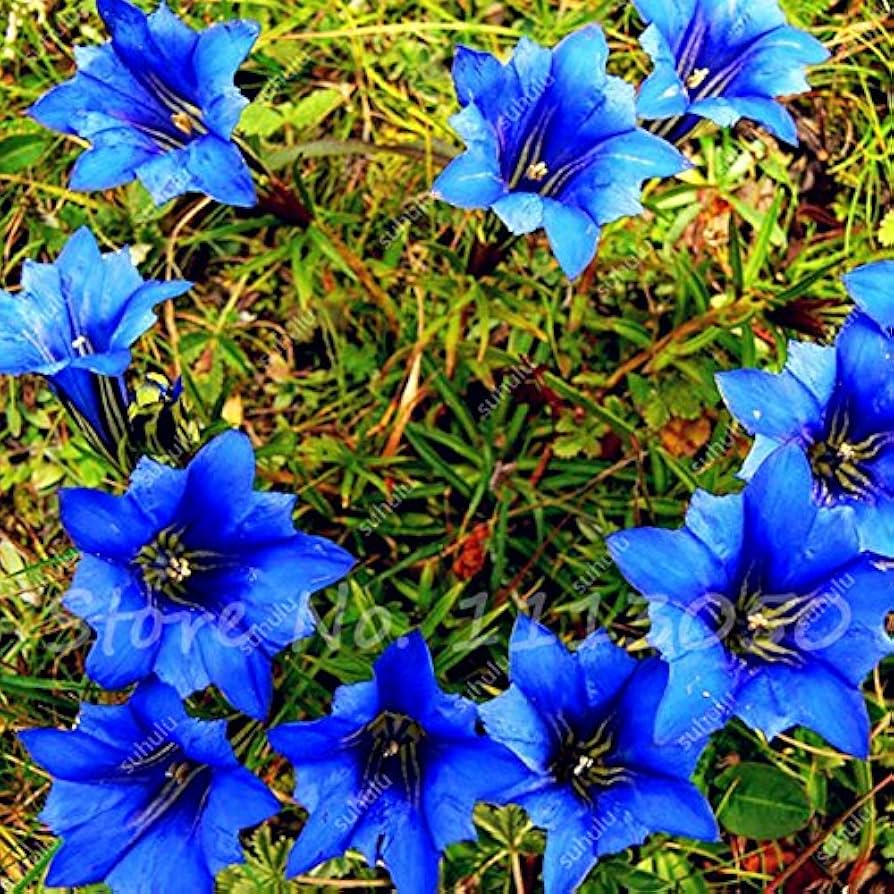 Largeleaf Blue Gentian Perennial Flower - for planting in home garden