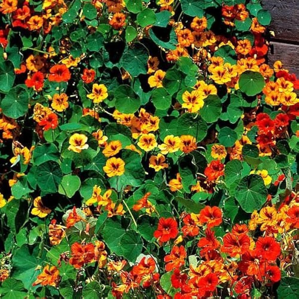 Shrub plant Satureja hortensis seeds for planting in backyard landscapes or container gardens