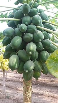 Star Fruit Seeds - Unique and Refreshing Star Fruit for Your Garden 100 pcs