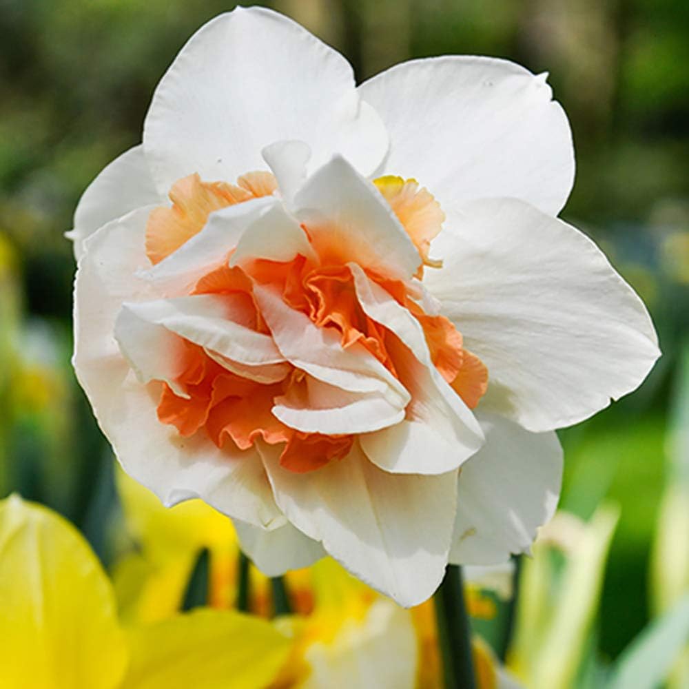 Daffodil Narcissus Double Petal Flower Seeds for Home and Garden Planting