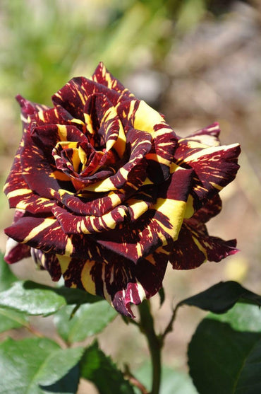 Yellow Maroon Rose Flower Seeds for Planting Non-GMO Heirloom Garden Seeds for Growing